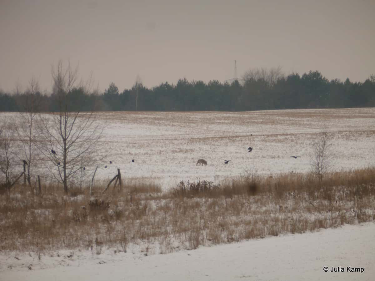 Aktuelle Wolfssichtung in der Lausitz…