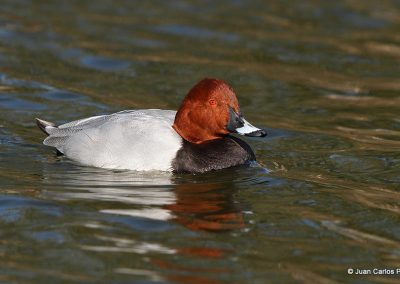 Pochard MG 8355