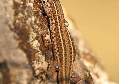 Podarcis MG 8895