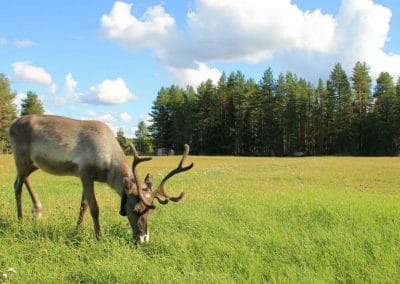 Reindeer in Hossa Finland