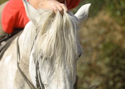 Roussinante perlenfaenger.com Lusitano horse