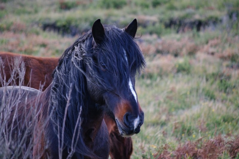 S.Bengtsson Garrano Wildpferdeleithengst Portugal Equus Caballos Feindatenbild 1