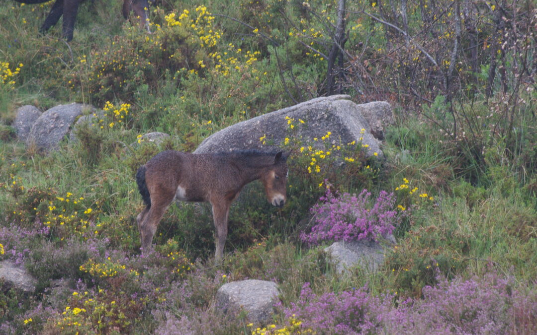 Lobito – das Wildpferdefohlen. Eine wahre Geschichte von Sabine Bengtsson