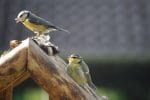 Vogelfütterung ist gerade im Sommer so wichtig! 1 Sabine Bengtsson Blaumeisen Vogelhaus 2016 1