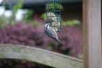 Vogelfütterung ist gerade im Sommer so wichtig! 2 Sabine Bengtsson Kleiber Vogelhaus 2016