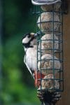 Vogelfütterung ist gerade im Sommer so wichtig! 5 Sabine Bengtsson Specht Vogelhaus 2016