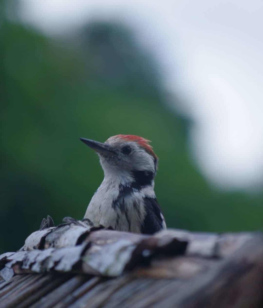 Vogelfütterung ist gerade im Sommer so wichtig!