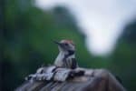 Vogelfütterung ist gerade im Sommer so wichtig! 6 Sabine Bengtsson Specht Vogelhaus 2016 1