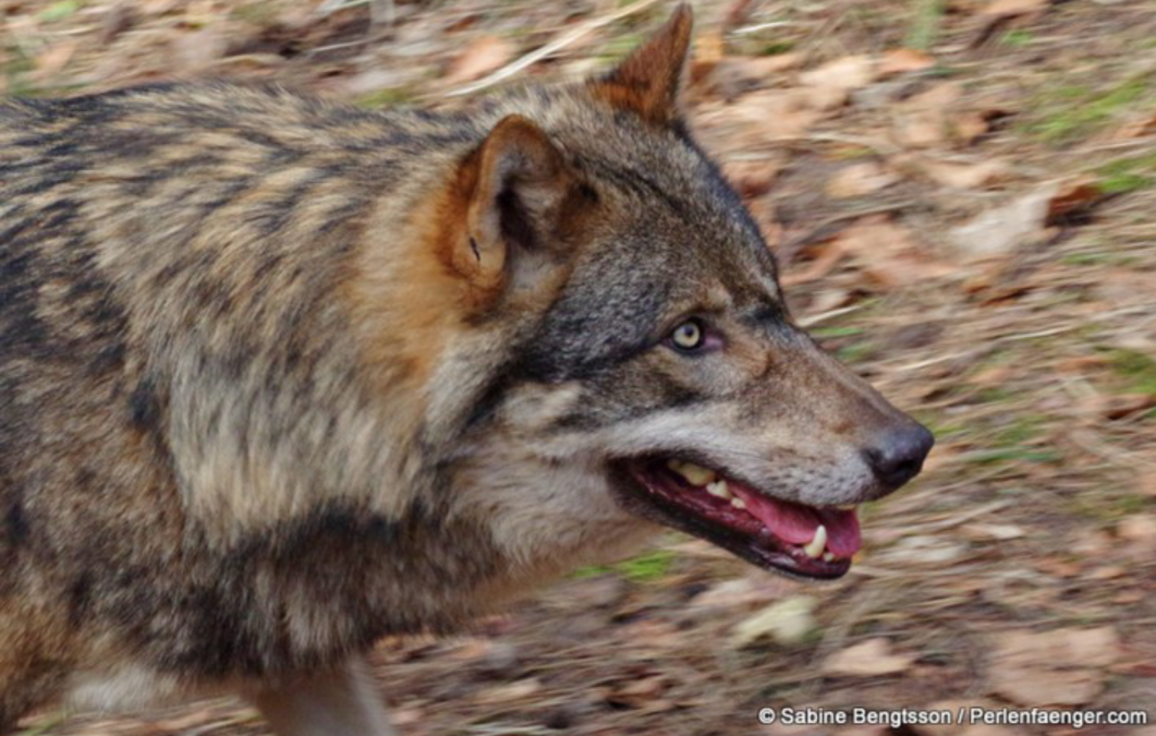 Friedliche Koexistenz mit Wildtieren