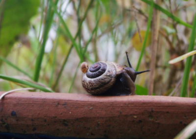 Sabine Bengtsson biodiversitaet artensterben perlenfaenger 10