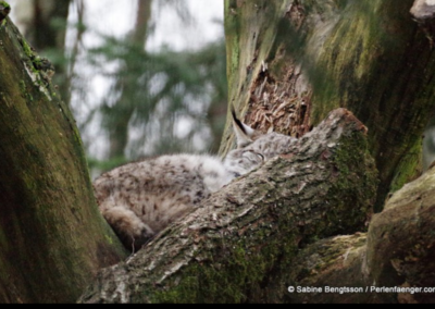 Sabine Bengtsson biodiversitaet artensterben perlenfaenger 4