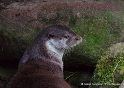 Sabine Bengtsson biodiversitaet artensterben perlenfaenger 7