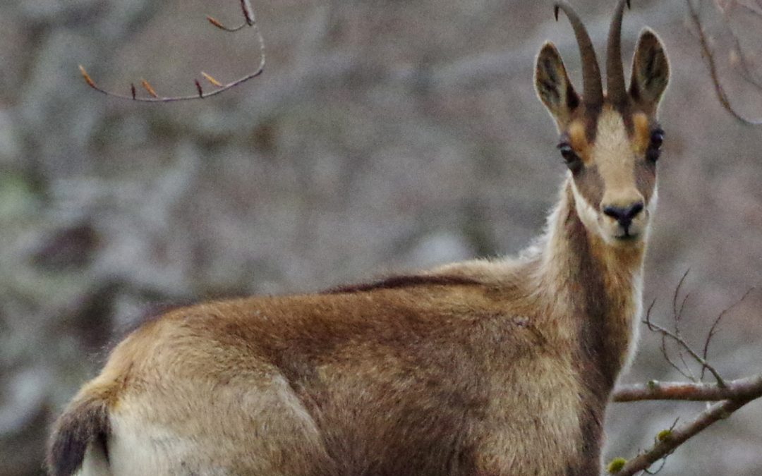 Was ist eigentlich Naturtourismus?