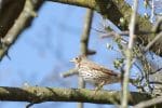 Vogelfütterung ist gerade im Sommer so wichtig! 4 Sabine Bengtsson singdrossel song thrush bird