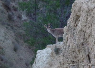 Sierra Nevada Andalusien Reisebericht Sabine Bengtsson Tg4 43