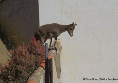 Sierra Nevada Andalusien Reisebericht Sabine Bengtsson Tg5 39