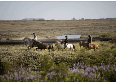 Suedritt Island Perlenfaenger 4
