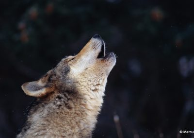 Sweden wolf winter 03 2