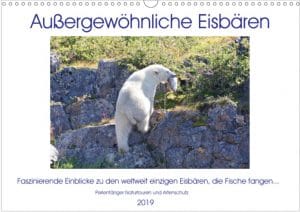 Titelseite Eisbärenkalender