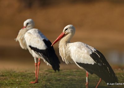 White Stork MG 8466