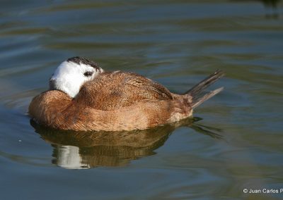White headed Duck MG 8275