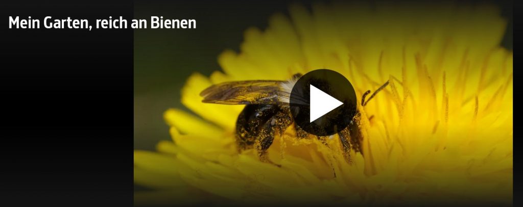 Wildbienen