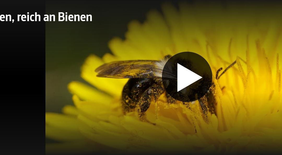 Die beste Doku über Wildbienen, die ich bisher gesehen habe