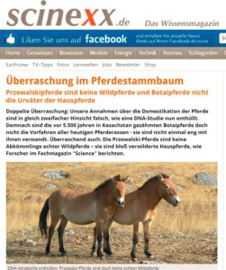 Wildpferde