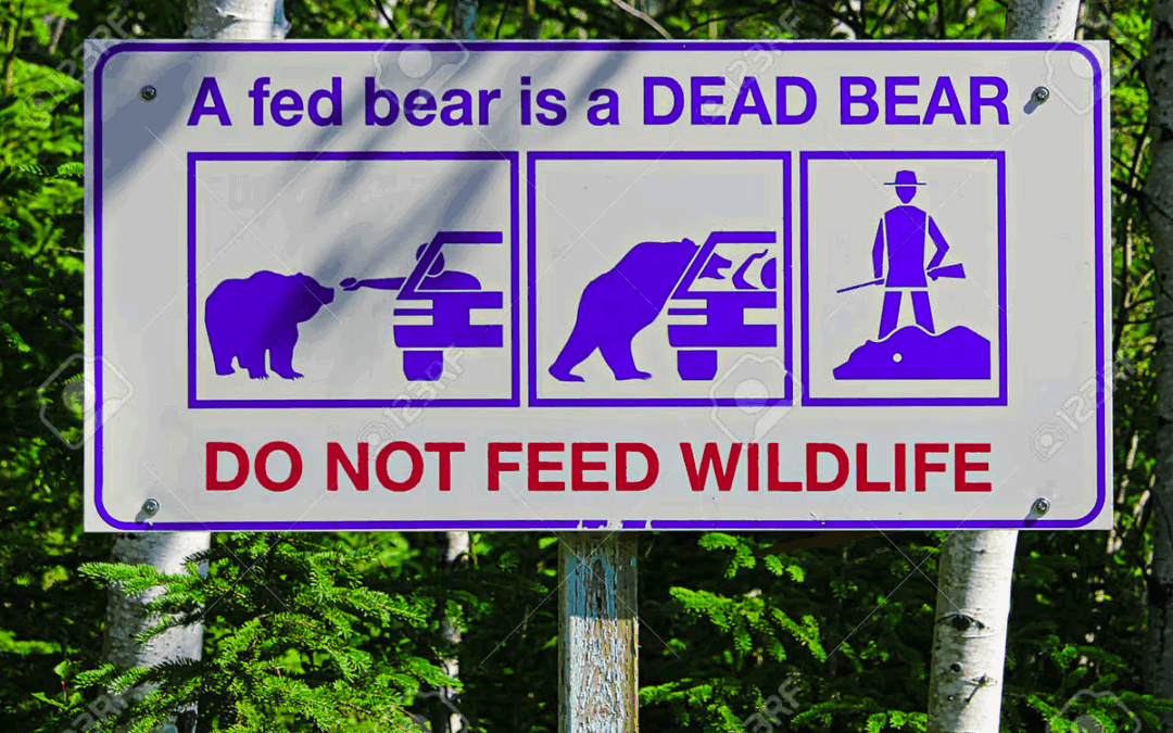 Füttern von Wildtieren – warum es fatale Folgen haben kann!