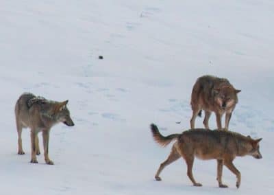 Woelfe Abruzzen