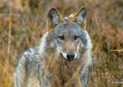 Wolfsportrait Sebastian Koerner Wolfsseminar Lausitz perlenfaenger 2