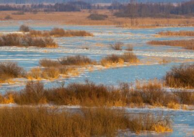 Białowieża Wald und Biebrza Sümpfe im Winter 20 biebrza winter 16 700x700 1