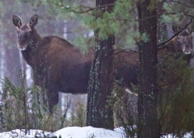 Białowieża Wald und Biebrza Sümpfe im Winter 22 elk moose biebrza marshes winter wildpoland 01 700x700 1