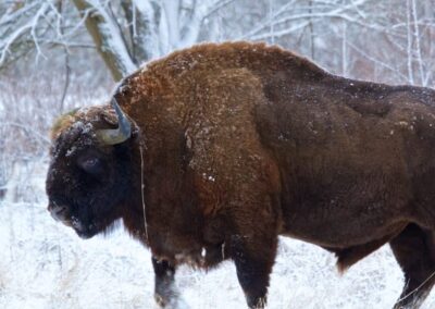 Białowieża Wald und Biebrza Sümpfe im Winter 23 european bison bialowieza forest winter wildpoland 03 400x400@2x