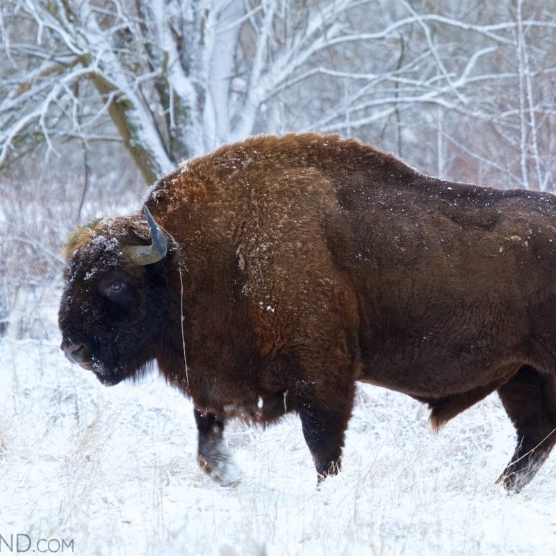 Białowieża Wald und Biebrza Sümpfe im Winter 1 european bison bialowieza forest winter wildpoland 03