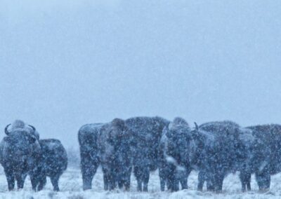 Białowieża Wald und Biebrza Sümpfe im Winter 24 european bison herd bialowieza forest winter wildpoland 06 400x400@2x