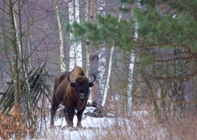 Białowieża Wald und Biebrza Sümpfe im Winter 25 european bison winter bialowieza forest poland 007