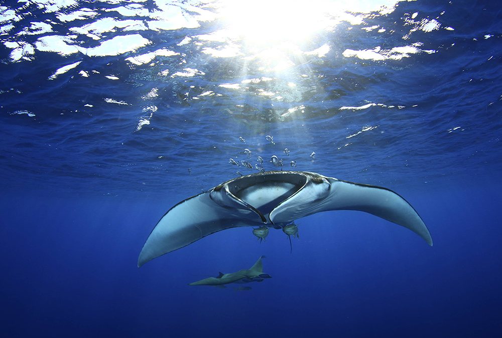 Manta Ray Projekt auf den Azoren