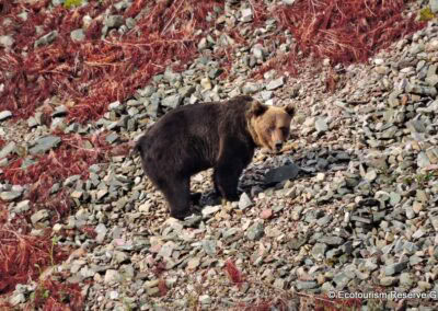 oso macho fondos VictorGarcia