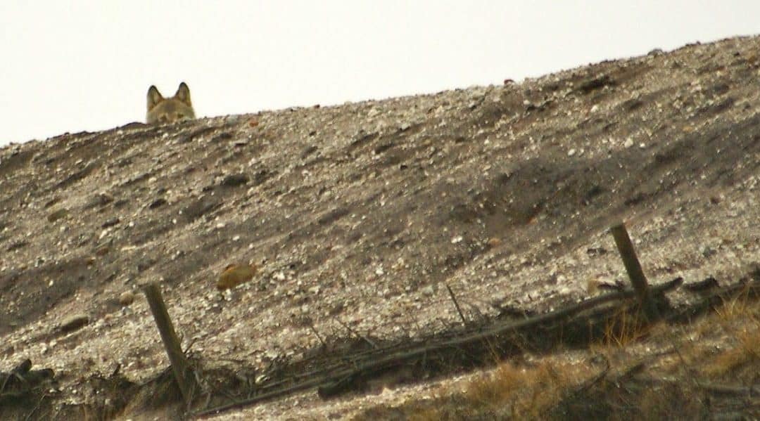 Manchmal passiert es eben doch – Wolfssichtung in der Lausitz