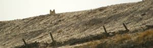 perlenfaenger com lausitz stephan kaasche Wolf Sunny beim anschleichen 2 1 1 e1485457275731