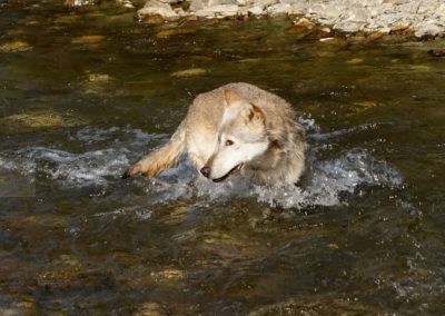 perlenfaenger com rumaenien peter suerth baeren naturtouren Wolf crai