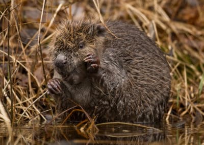 perlenfaenger.com Anders Ohlund beaver schweden