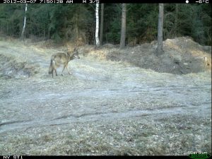 perlenfaenger.com Canis Lupus Fotofallenbilder lausitz 2 1