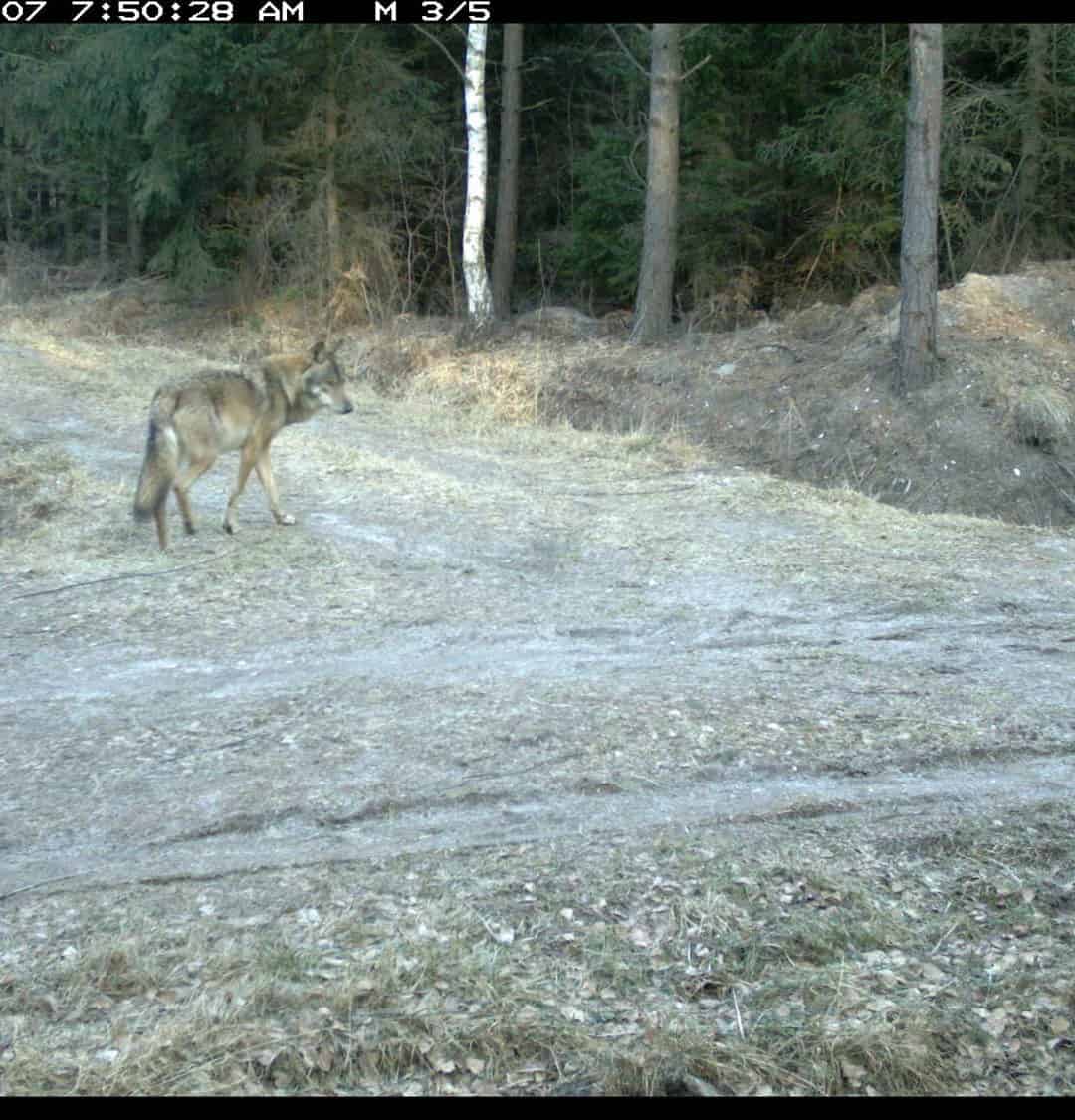 Lausitz-ganz aktuelle Fotofallenbilder!