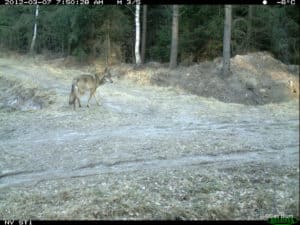 perlenfaenger.com Canis Lupus Fotofallenbilder lausitz 2