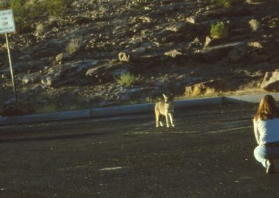 perlenfaenger.com Coyoten USA