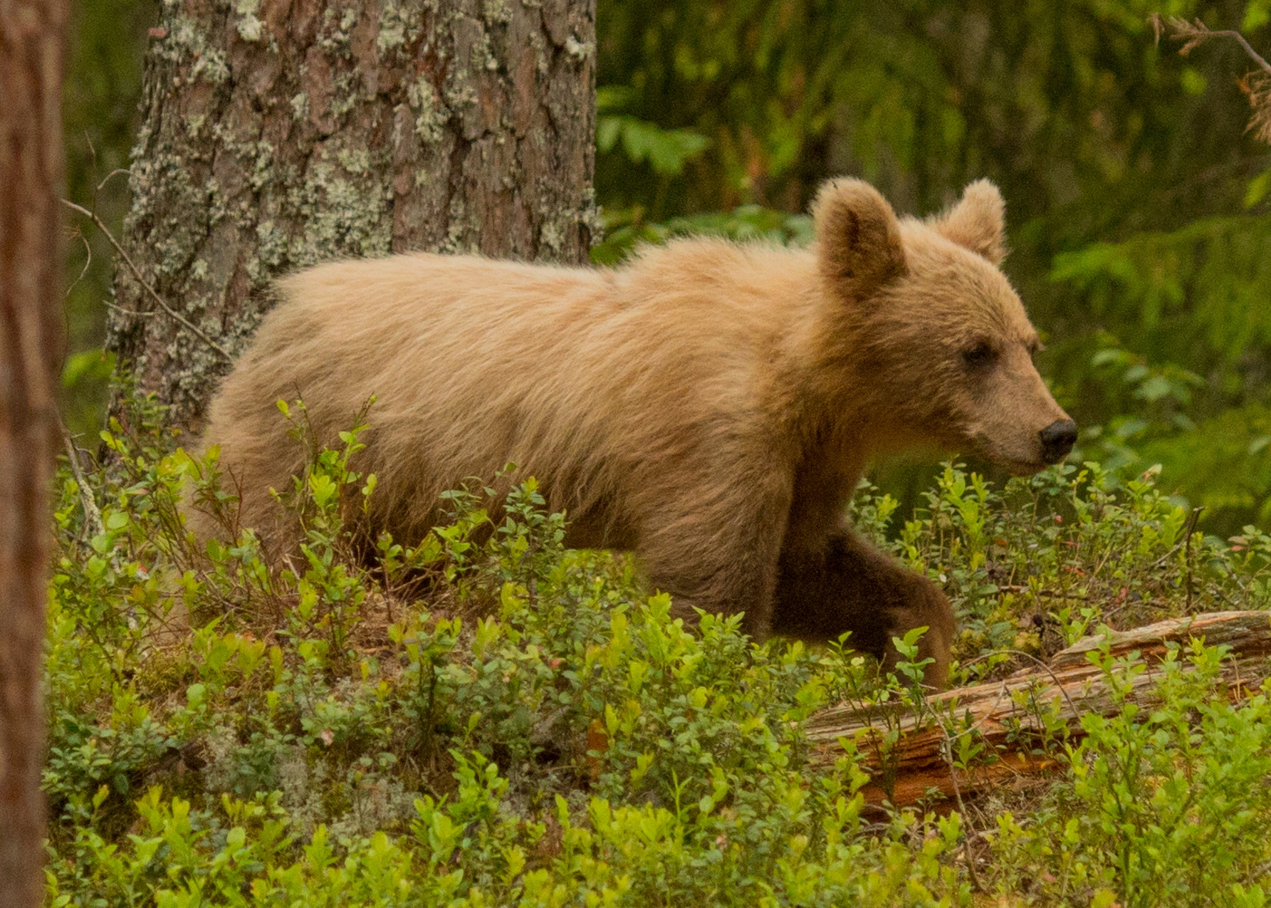 perlenfaenger.com Jan Nordström Bear cub sweden ausschnitt