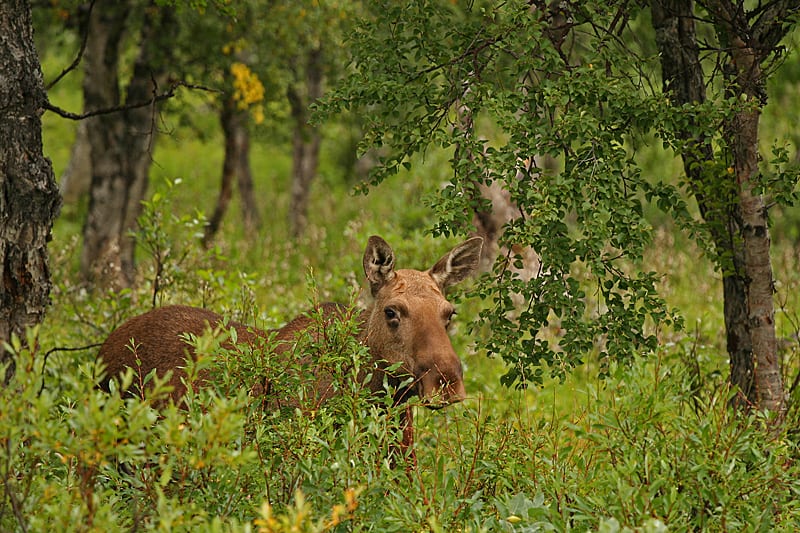 wildlife-expedition-im-sarek-national-park-entlegenste-wildnis-europas