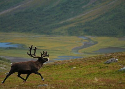 perlenfaenger.com Matti Holmgren Wildlife expedition sarek national park sweden 3